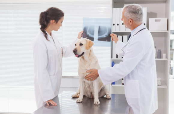 Perro en veterinaria siendo examinado