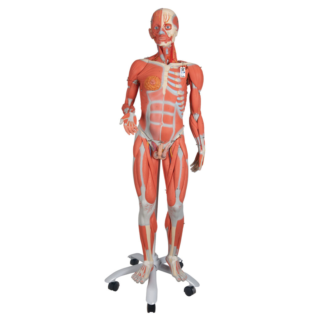 Modelos anatómicos | Taq Sistemas Medicos